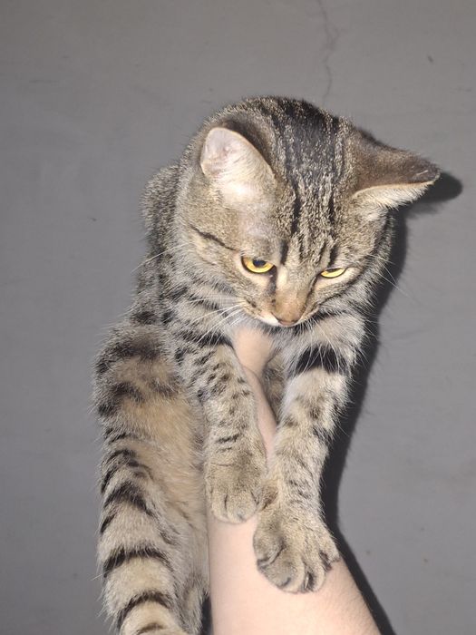 Кошечка бездомная в добрые руки!