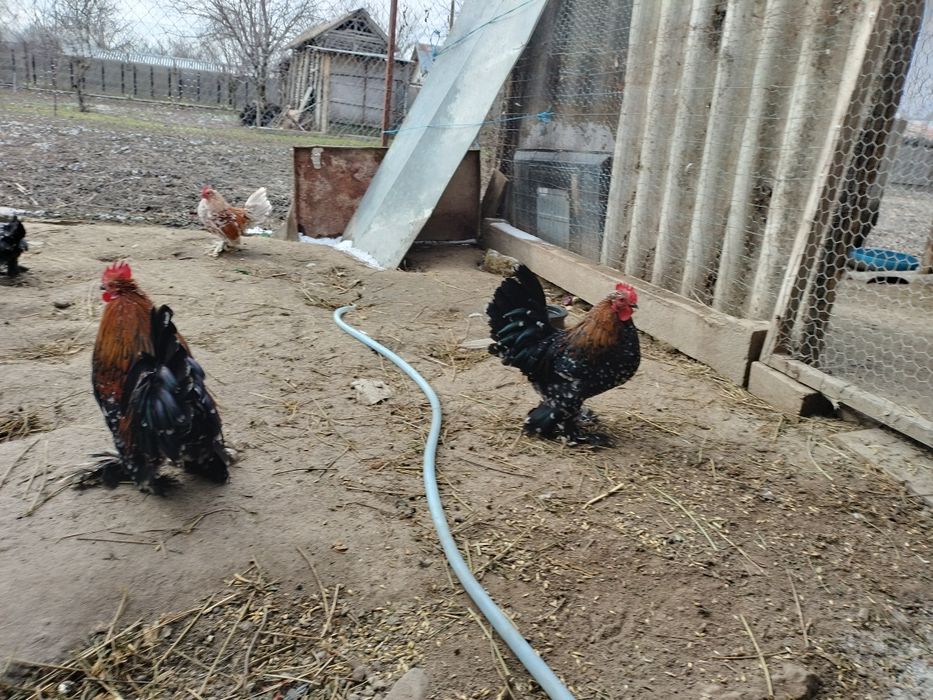 Cocoșei mii de flori