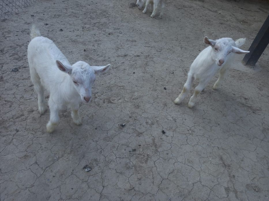 Лақтар продаётся 3