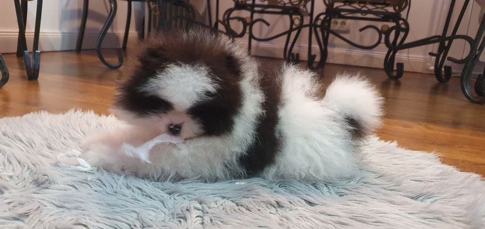 Pomeranian băiețel special