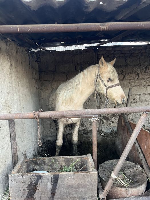 Семіз тай биік. Шу сахзавотта тұр