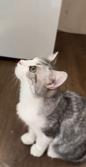 отдам милого кота в добрые руки