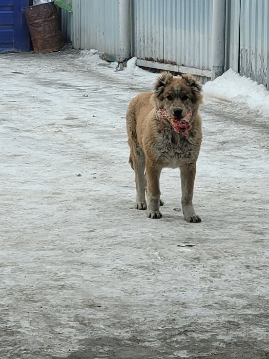 Продам чистокровного алабай