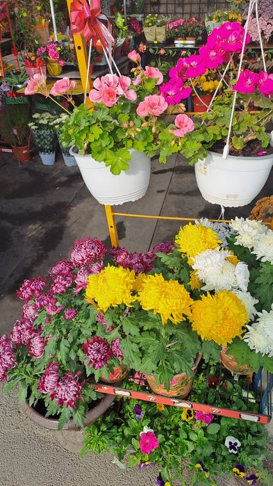 Panselute,nasturasi,primule,etc,livrare gratuita la domiciliu!