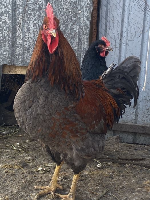 Продам молодых петухов