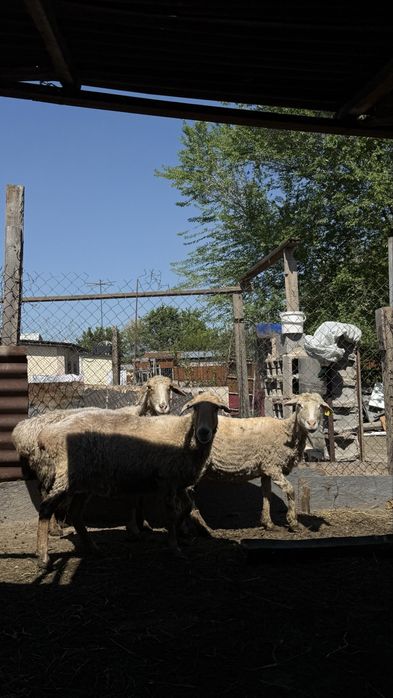 Продам трёх маток котные!