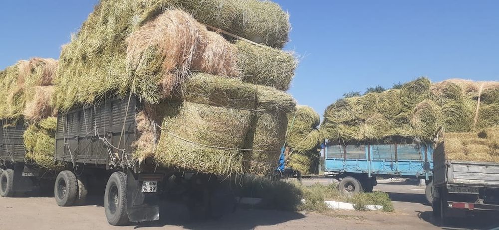 Сено люцерна жоношка урлон сатамын жоношка