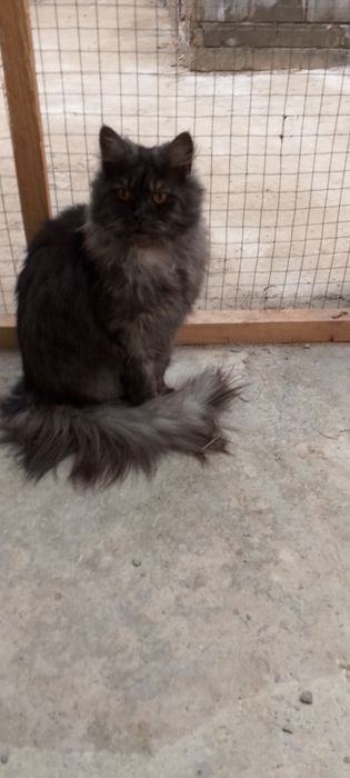 Mexunkun.                b.