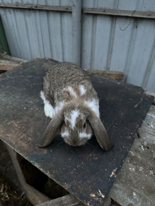 Iepuri de vanzare berbec german !