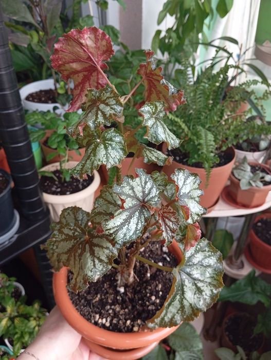 Продам растения цветы