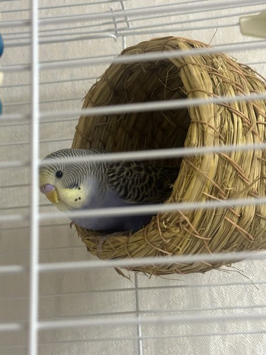 продам попугая волнистый мальчик