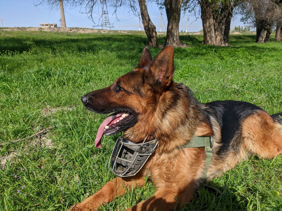 Ищем невесту Немецкой овчарки!