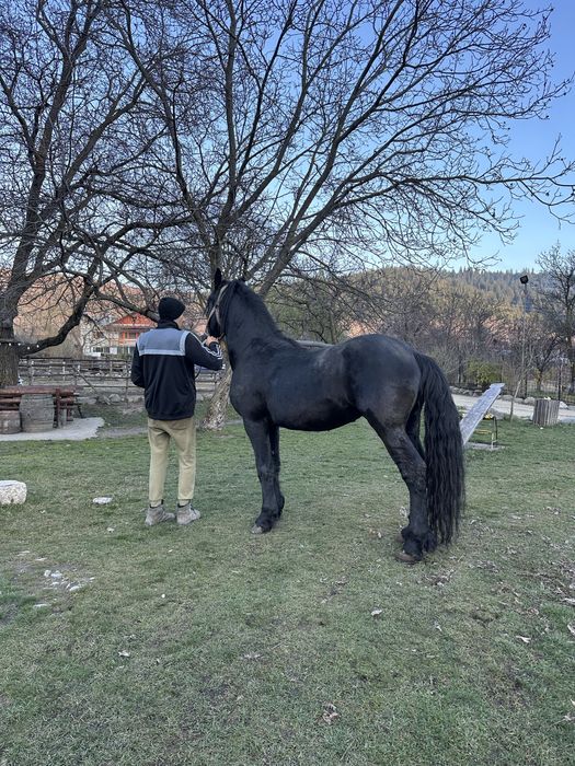 Vand armasar de 3 ani si 2 luni