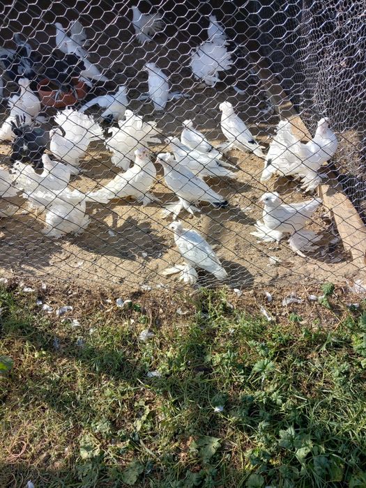 Vand porumbei voltati  indieni si puiendri si maturi.Tobosari germani