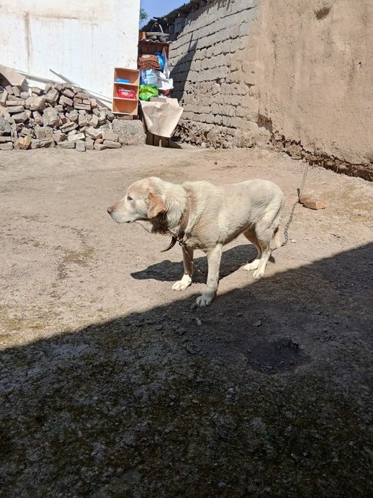 Умная собака отдам даром