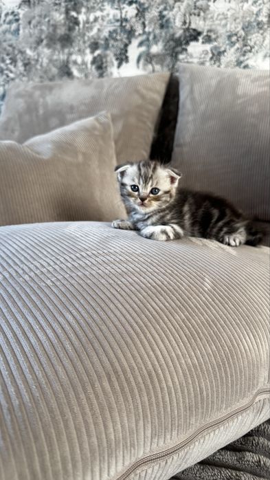 Котята британцы