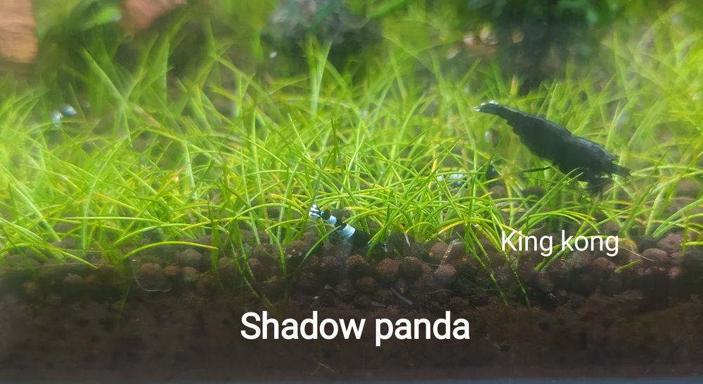 Креветки каридины тайваньские пчёлы (аквариумные)