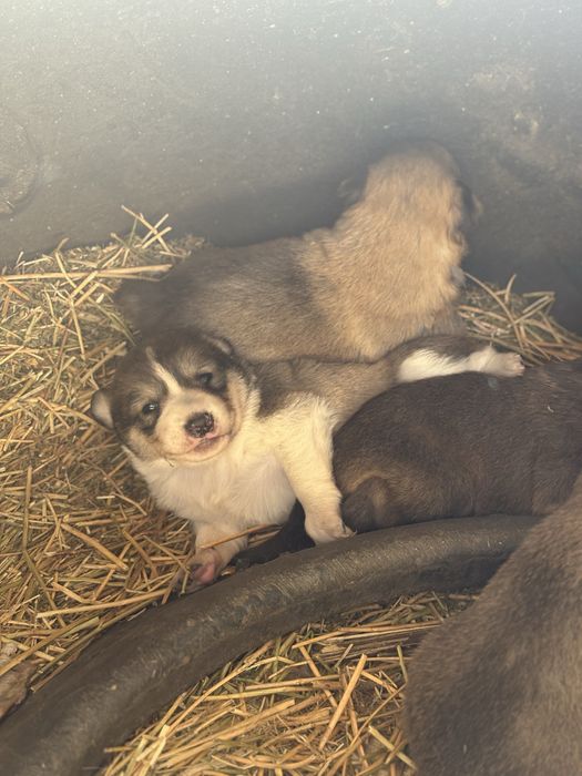 Продам щенят лайки