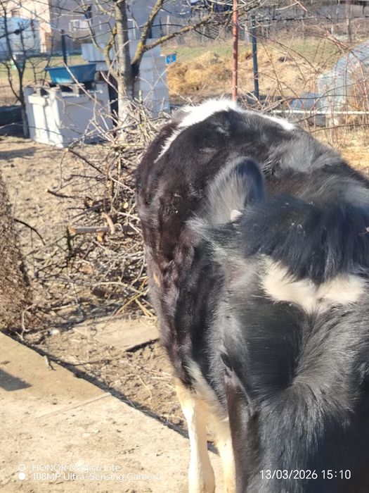 Vând vițea Holstein