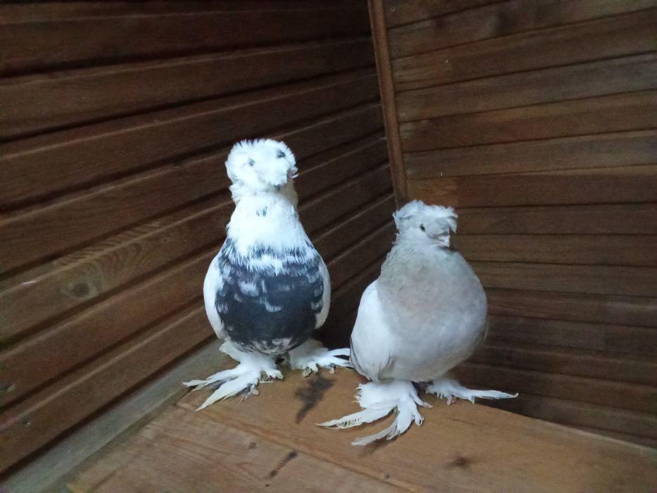 Голуби на продажу