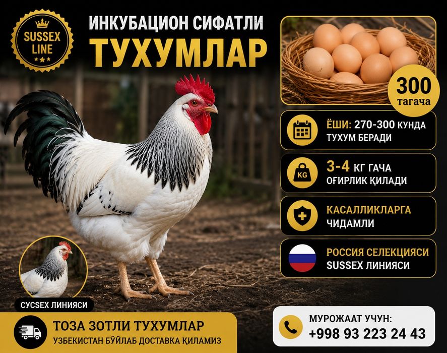 Adler zotli tovuqlar продаю инкубационные яйца