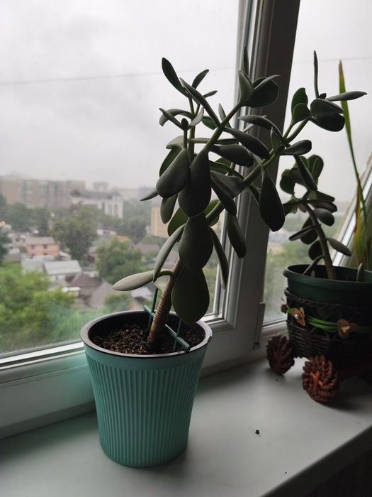 Денежное дерево продам