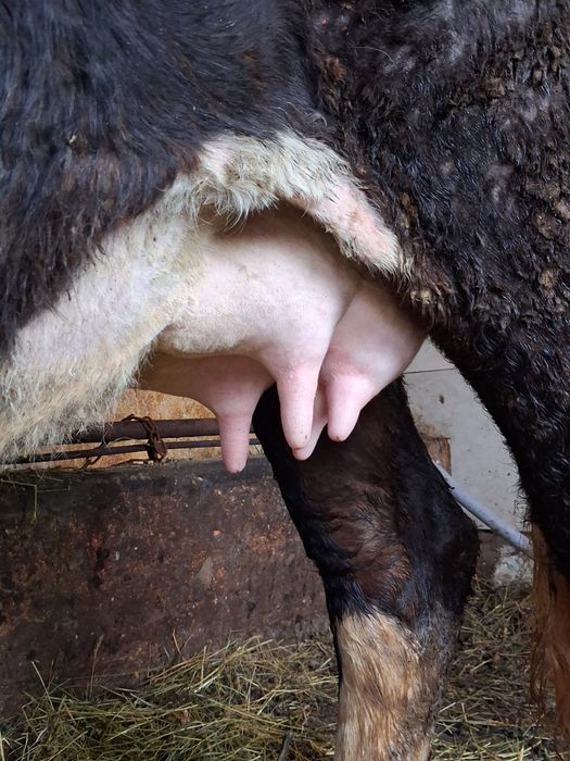 Vand sau schimb cu vacă de Tăiere