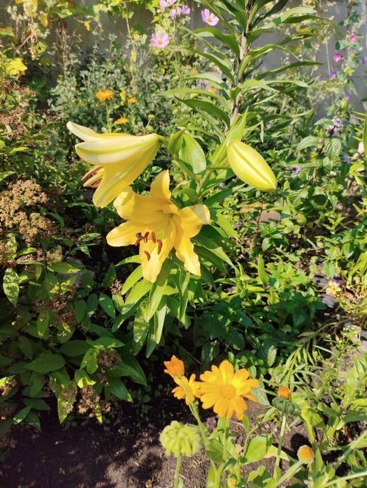 Продам Луковицы лилий.