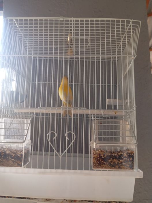 Продается поющая канарейка с клеткой