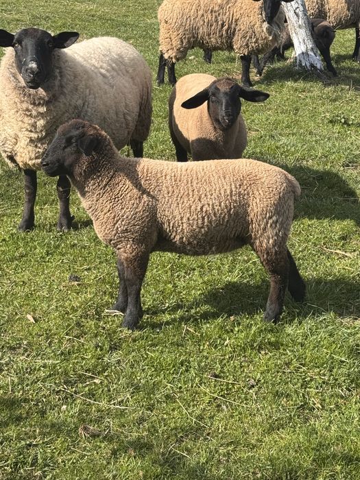 Berbecut rasa Suffolk