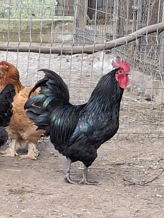Cocoș Australorp