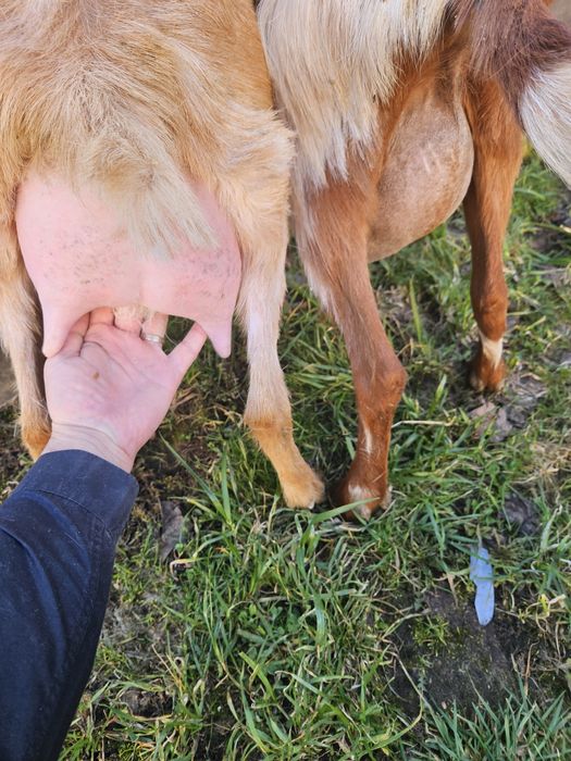 Capre de lapte metis alpina franceza cu saanen