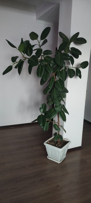 Фикус каучуконосный