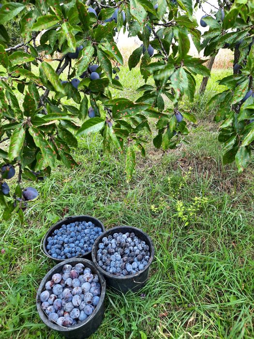 Vand prune pentru tuica culese astazi la pretul de 1,5 lei kgr