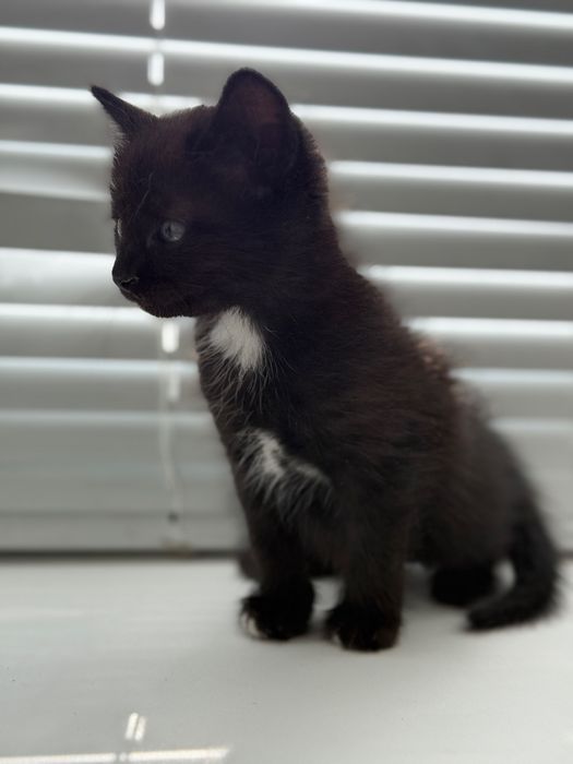 Отдам котят 1,5 месяца