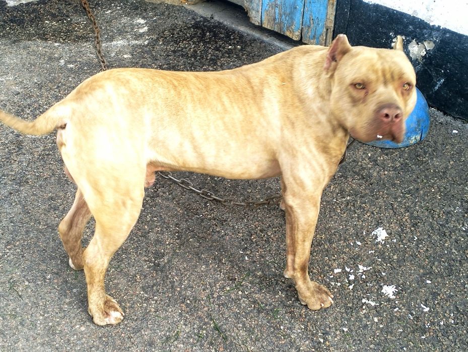 Вязка. Сильный питбуль (кубинец)