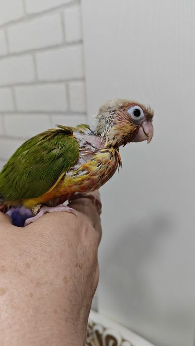 Продаётся птенец Ананасовой Пирруры.