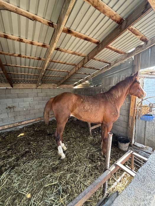 Жеребчик 2года и 3месеца