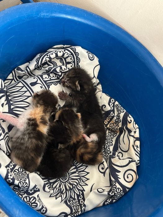 Котята маленькие