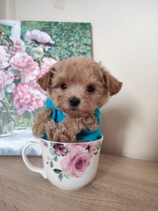 Малтипу Maltipoo Teacup/пудел Teddy. VIP ultra mini micro
