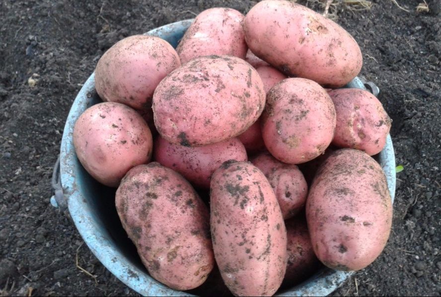 Продаю домашний картофель