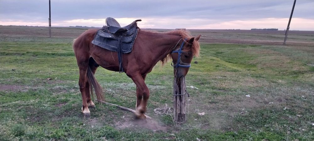 Продам жеребца. Айғыр сатылады.