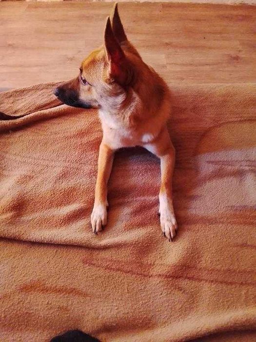 Отдам Собачку в хорошие руки !