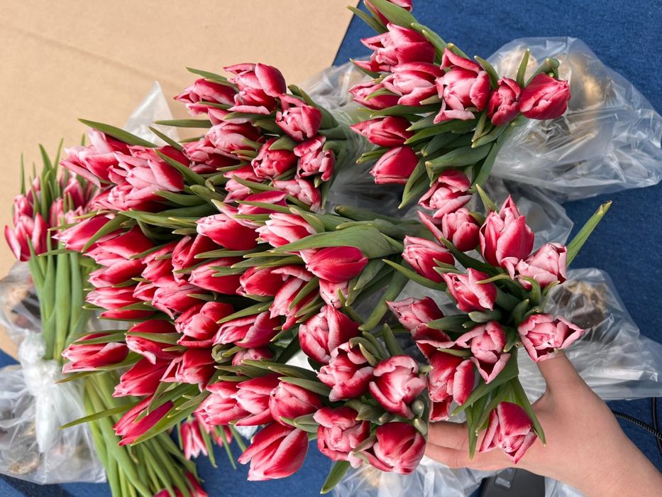 Продаем голландские тюльпаны