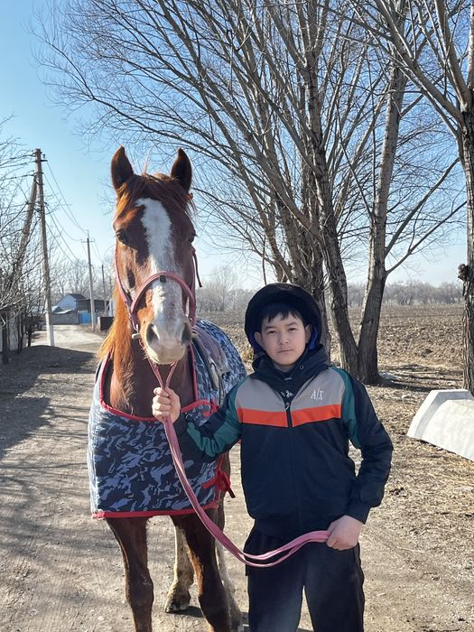 Продам коня 3года