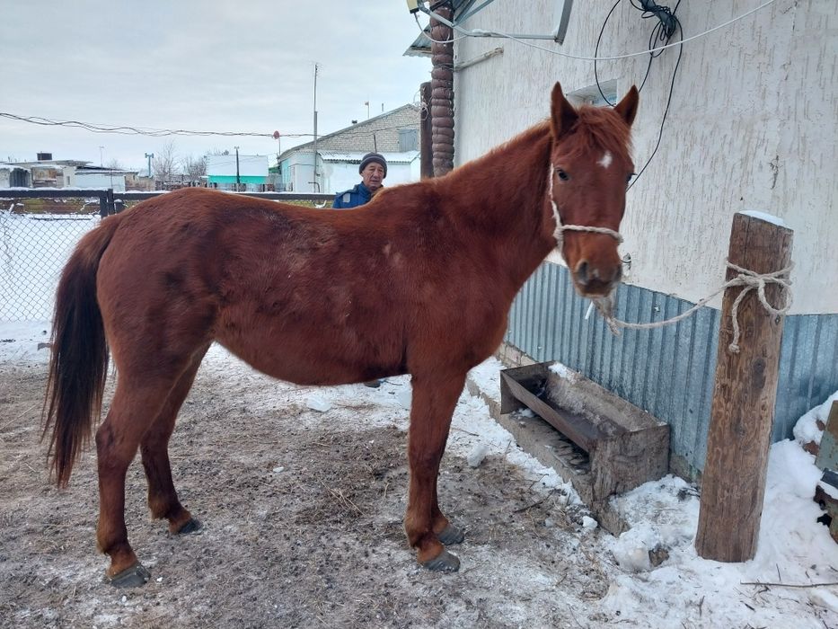 Бие сатылады 2 туган, минги