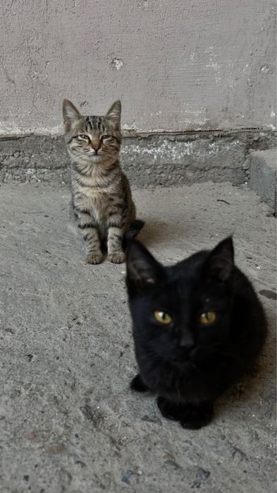 очень хорошие котята ищут дом