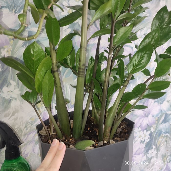 Растения домашние разные