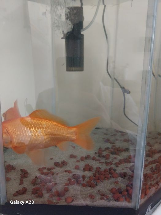 Akvarium uchun baliqlar sotiladi. 2 dona