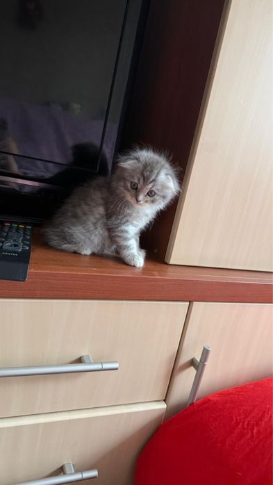 Веслоухий шотландцы